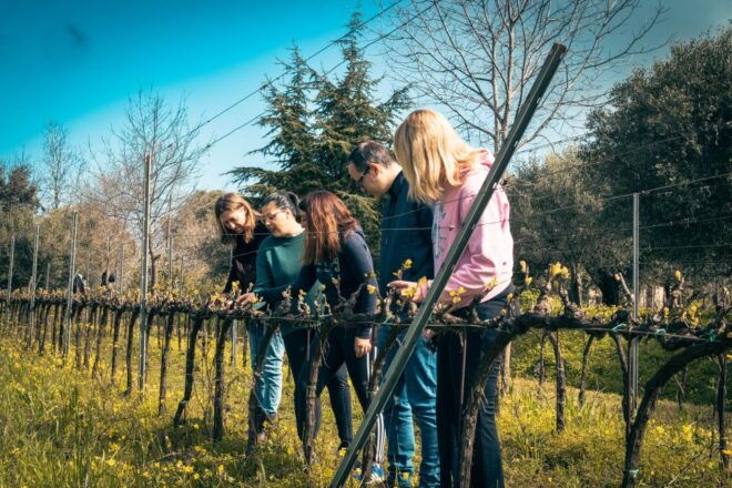 Roots and Wine - The Tradition of Wine Making - Organic Winemaking Practices