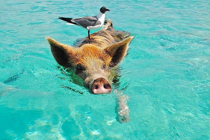 Rose Island 3 Island Luxury Private Tour(8hrs) - Good To Know