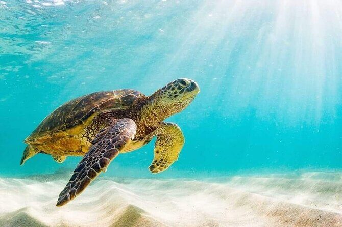 Rose Island 3 Island Luxury Private Tour(8hrs) - Practical Details