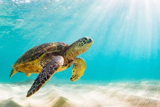 Rose Island 3 Islands Tour, Swim With Pigs, Turtles, Snorkelling. - Activity Inclusions