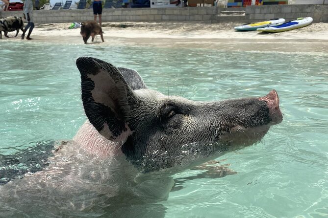 Rose Island 3 Islands Tour, Swim With Pigs, Turtles, Snorkelling. - Cancellation Policy