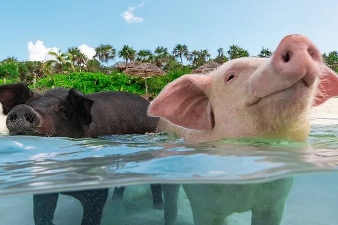 Rose Island 3 Islands Tour, Swim With Pigs, Turtles, Snorkelling. - Cut-off Times for Bookings