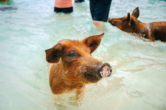 Rose Island Swimming Pigs and Beach Bliss - FAQs