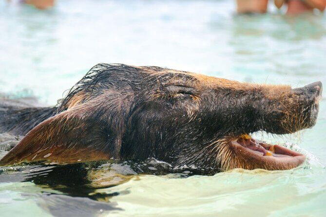 Rose Island Swimming Pigs & Beach Snorkeling Experience Nassau - Good To Know