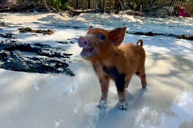 Rose Island Swimming Pigs & Beach Snorkeling Experience Nassau. - Final Thoughts