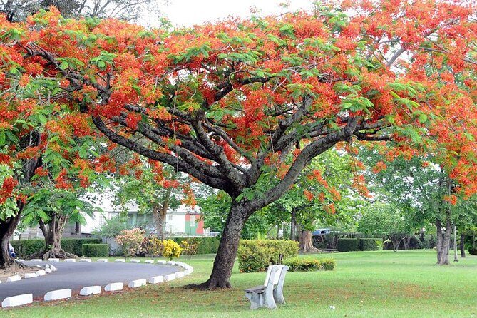 Roseau Dominica Safari Scenic: Rainforest, Falls & Karaoke - Final Thoughts