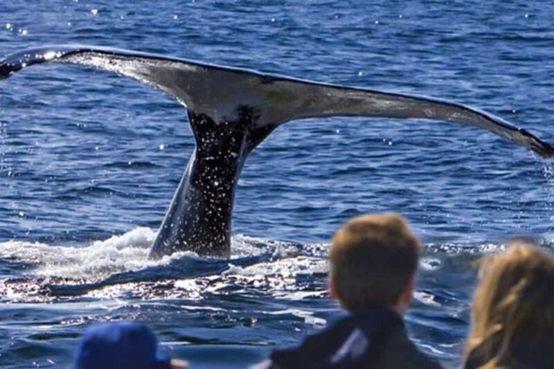 Roseau: Guided Dolphin and Whale Watching Tour With Drinks - Who Is This Tour Best For?