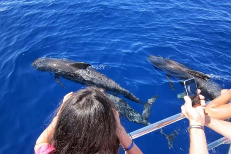 Roseau: Guided Dolphin and Whale Watching Tour With Drinks - FAQ