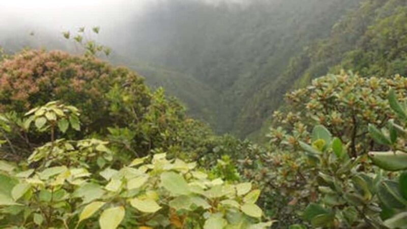 Roseau: Morne Diablotin Hike - Practical Tips for Your Hike