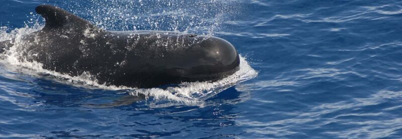Roseau: Waitukubuli Volcano Snorkeling Boat Trip - Good To Know