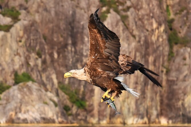 Rosendal RIB Adventure Tour Around Hardangerfjord Islands - Whats Included