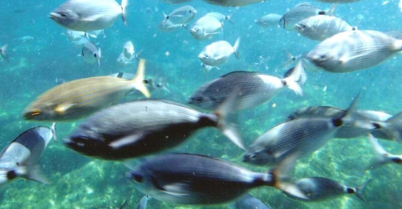 Roses: Cruise to Cala Murtra With Underwater Views - Good To Know