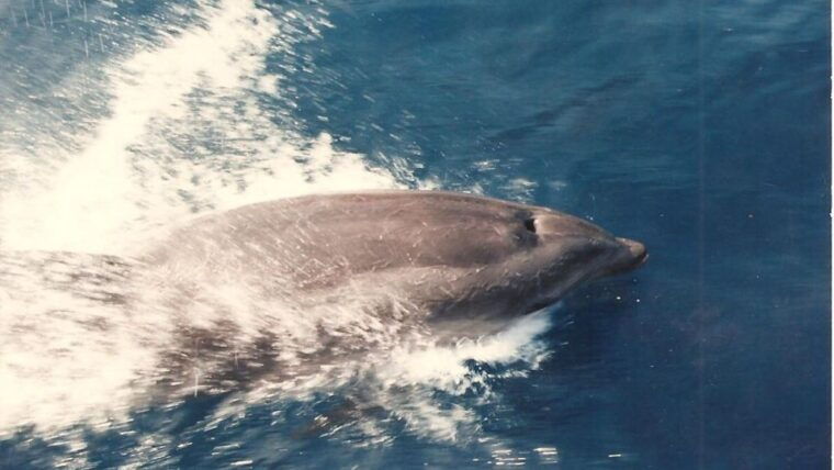 Roses: Cruise to Cala Murtra With Underwater Views - Highlights of the Cap De Creus Natural Park