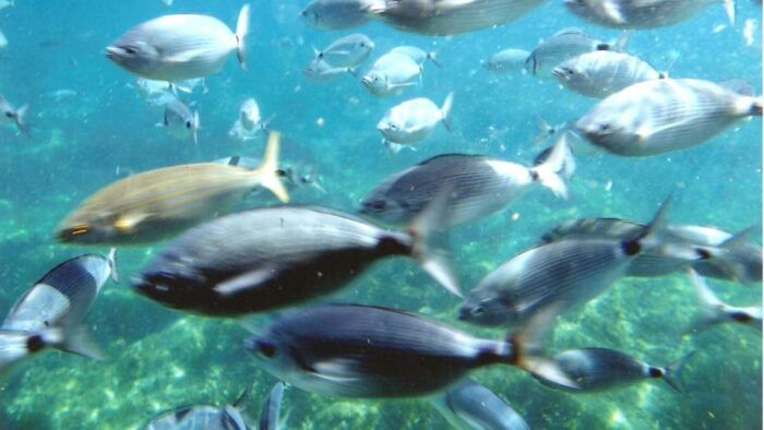 Roses: Cruise to Cala Murtra With Underwater Views - Accessibility and Meeting Point
