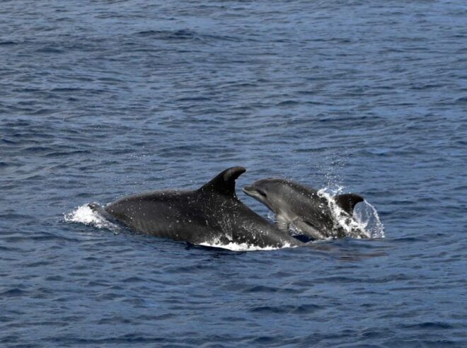 Roses: Private Cruise in the Natural Park of Cap De Creus - Inclusions Provided