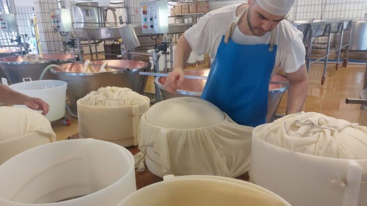 Rosola: Parmigiano Dairy Farm Visit With Cheese Tasting - Experience Highlights
