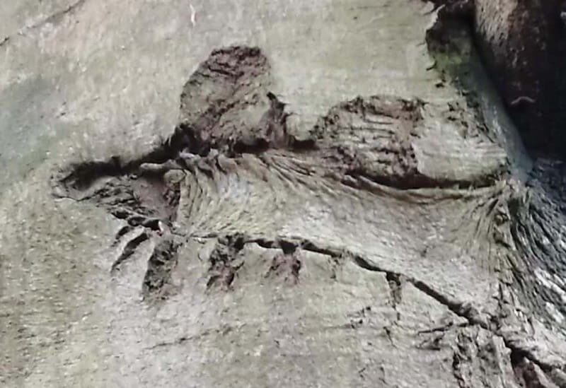 Rotenburg an der Fulda: Forest bathing with a certified guide - Good To Know