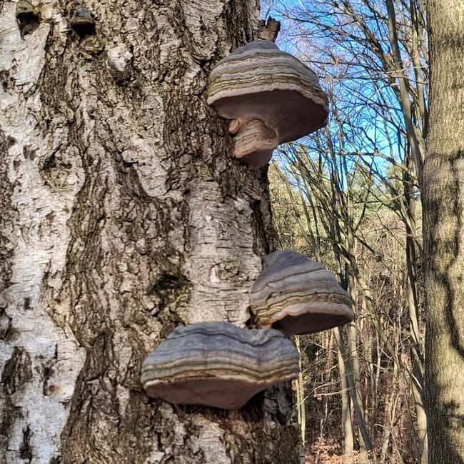 Rotenburg an der Fulda: Forest bathing with a certified guide - Why This Tour Offers Great Value