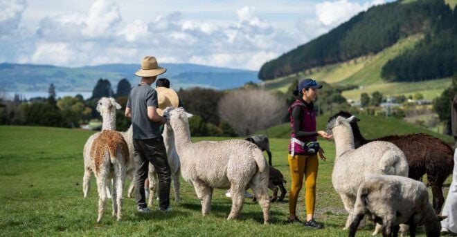 Rotorua: Agrodome Farm Tour With Show and Produce Tasting - Full Description