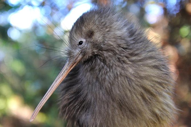 Rotorua and Waitomo Caves Day Trip From Auckland -Smaller Groups - Overview and Highlights