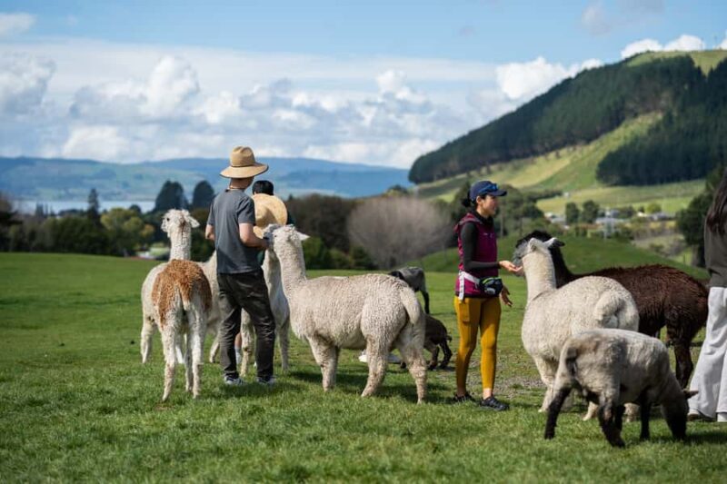 Rotorua: Authentic Kiwi Farm Experience at the Agrodome - Good To Know