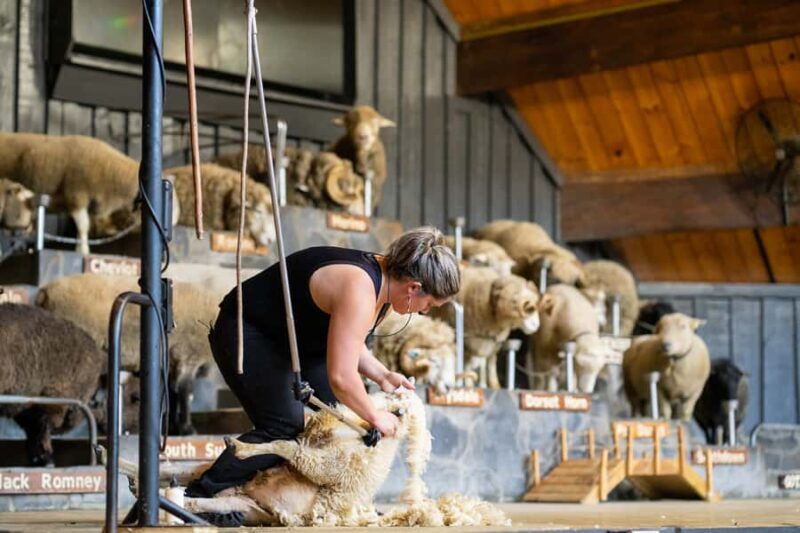 Rotorua: Authentic Kiwi Farm Experience at the Agrodome - Introduction: An Authentic Taste of New Zealand Farming