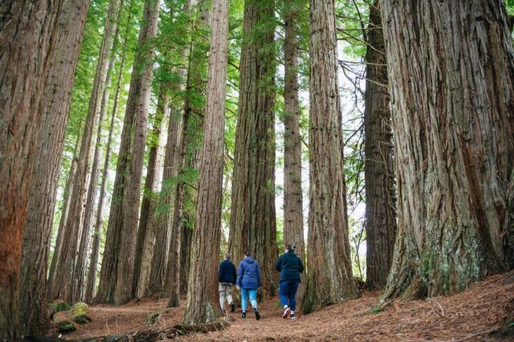 Rotorua: Explore The Lakes Half-Day Morning Tour - Tour Duration and Flexibility