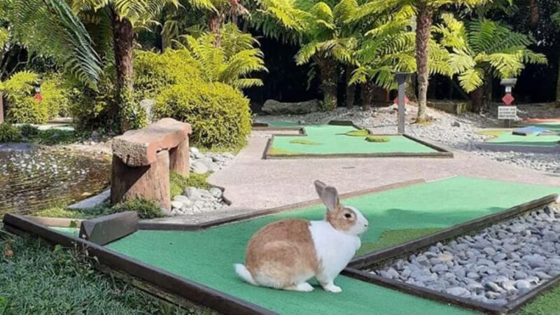 Rotorua: Mini Golf Experience - Good To Know