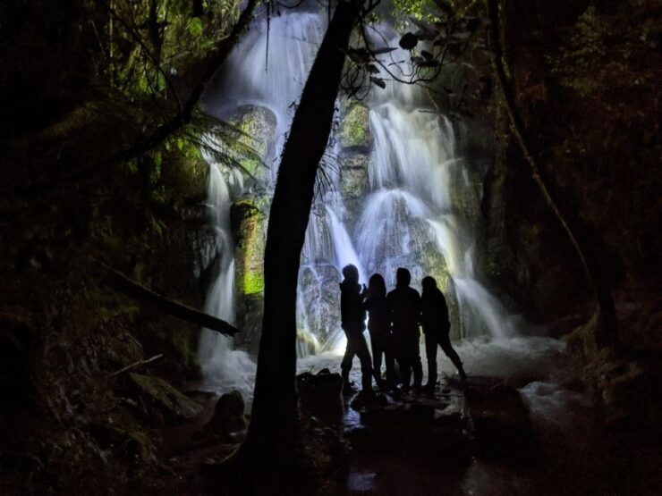 Rotorua: Nocturnal Glow Worm Tour With a Guide - Experience Highlights