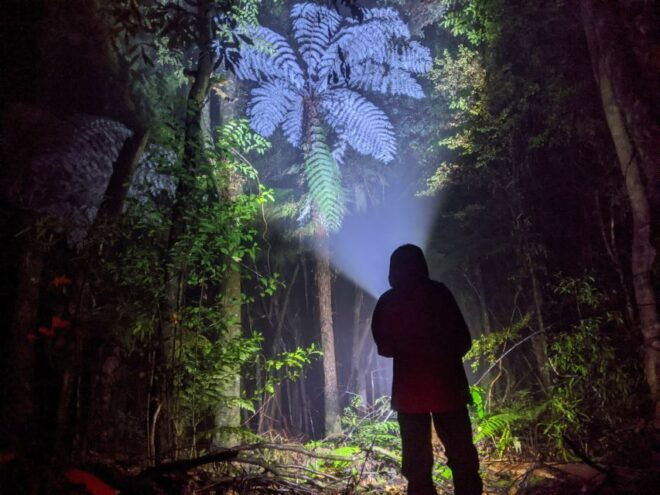 Rotorua: Nocturnal Glow Worm Tour With a Guide - Related Experiences