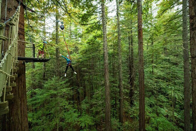 Rotorua: Redwoods Altitude High Ropes Adventure - Who Should Book This Tour?