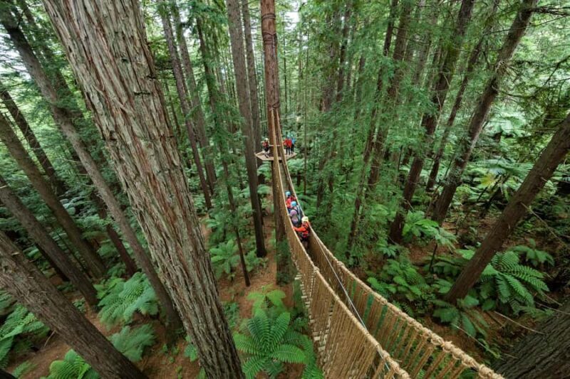 Rotorua: Redwoods Altitude, Nighttime Fast Pass, & Treewalk - Introduction