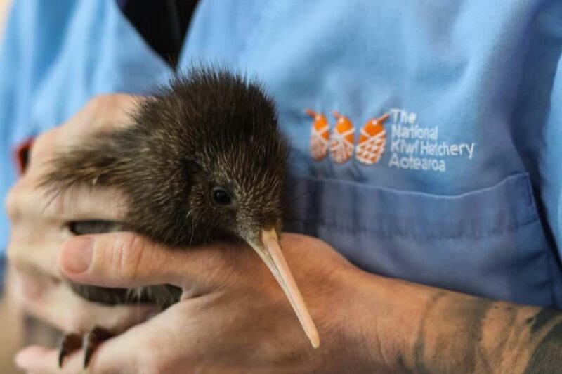 Rotorua: The National Kiwi Hatchery Kiwi Encounter Tour - Introduction
