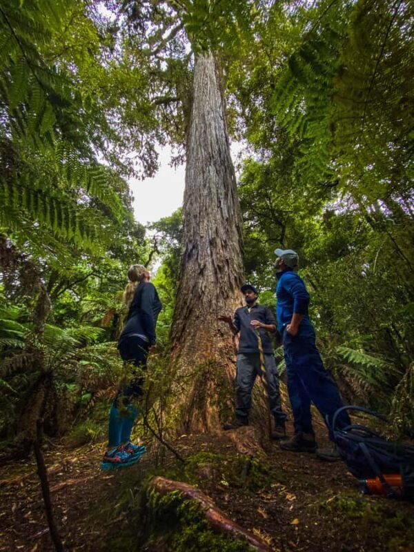 Rotorua: Whirinaki Forest Guided Tour with Spa Entry - FAQs