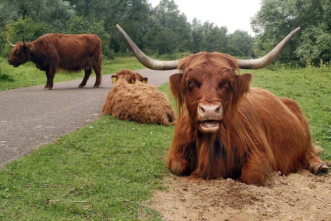 Rotterdam countryside on the wheels - bike tour around city - Stop 4: Bergse Heide – The Recreational Lake