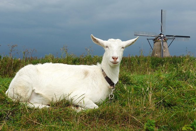 Rotterdam & Kinderdijk: Daytrip From Amsterdam - Reviews and Ratings