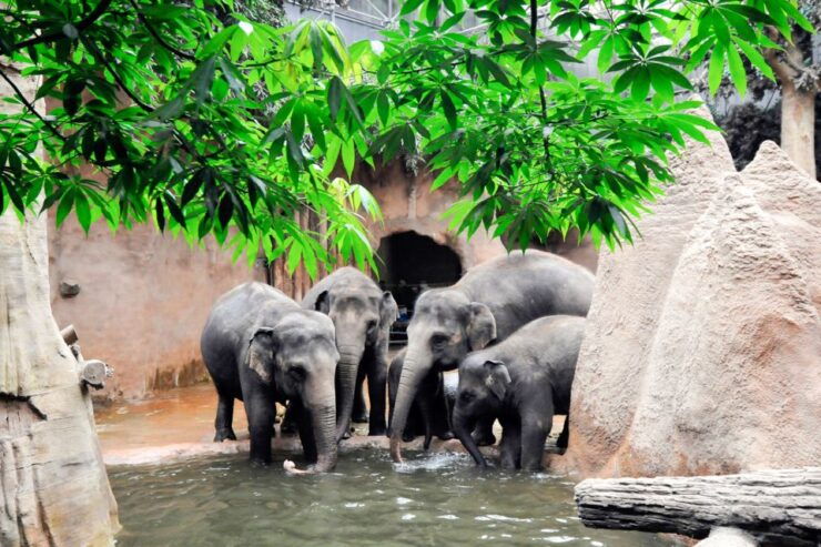 Rotterdam: Rotterdam Zoo Blijdorp Entry Ticket - Free Cancellation Policy