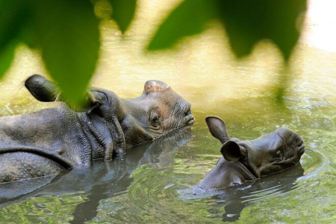 Rotterdam: Rotterdam Zoo Blijdorp Entry Ticket - Valid for 1 Day