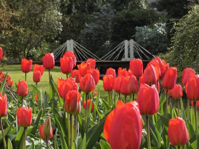 Rotterdam: Trompenburg Botanical Gardens Entry Ticket - Relaxation and Additional Activities