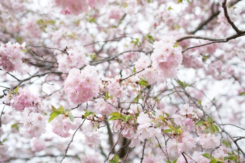 Rotterdam: Trompenburg Botanical Gardens Entry Ticket - Practical Details and Tips for Visiting