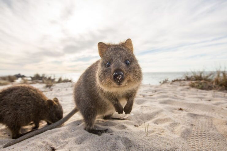 Rottnest Island All-Inclusive Day Tour From Perth - Booking Details