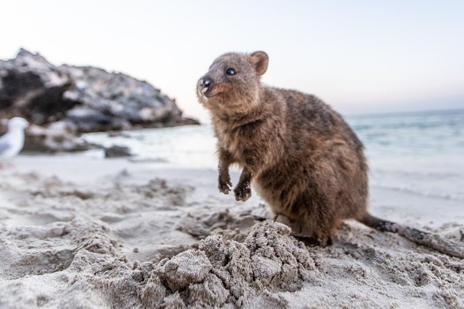 Rottnest Island All-Inclusive Grand Island Tour From Fremantle - Overview of the Tour