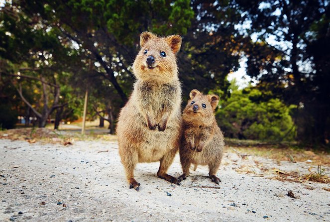 Rottnest Island All-Inclusive Grand Island Tour From Fremantle - Directions