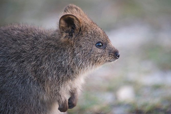Rottnest Island Bayseeker Tour - Booking and Reservation