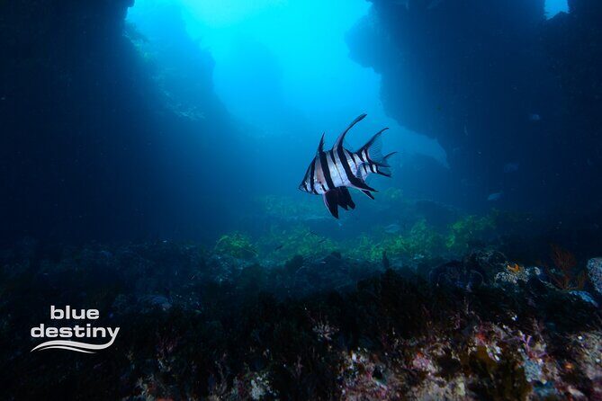 Rottnest Island Boat Dive Day Trip including Lunch - The Sum Up