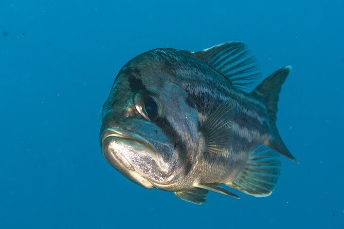 Rottnest Island Boat Dive Day Trip including Lunch - FAQ