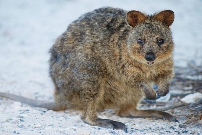 Rottnest Island Fortress Adventure Segway Package From Perth - Additional Information