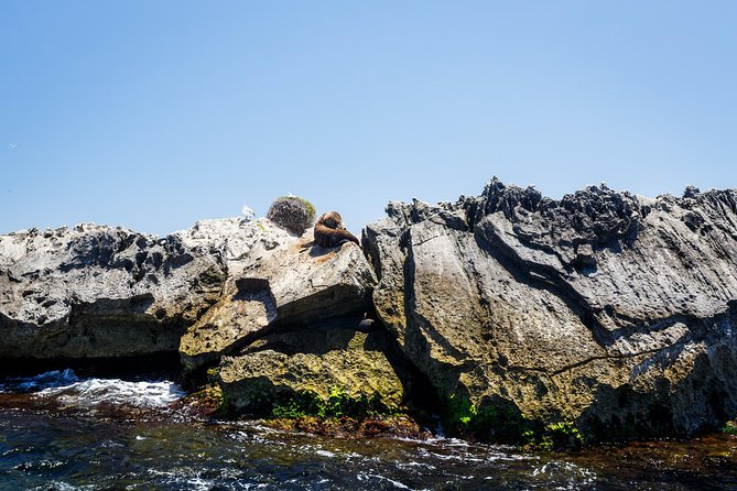 Rottnest Island From Perth or Fremantle With Wildlife Cruise - Departure Information
