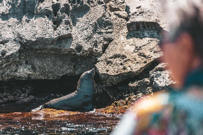 Rottnest Island From Perth or Fremantle With Wildlife Cruise - Wildlife Cruise Highlights