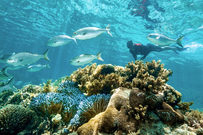 Rottnest Island Guided Snorkel Boat Experience - Pricing and Reservation